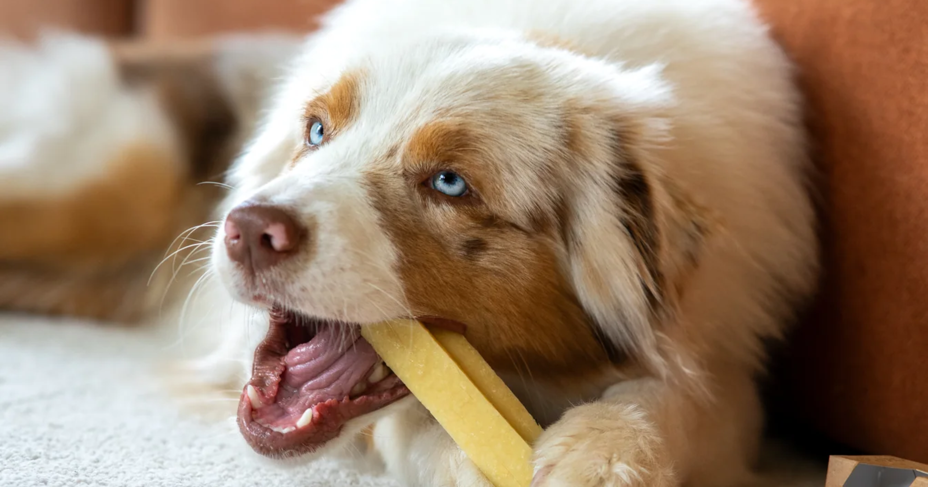 Ilgesnio griaužimo skanėstai