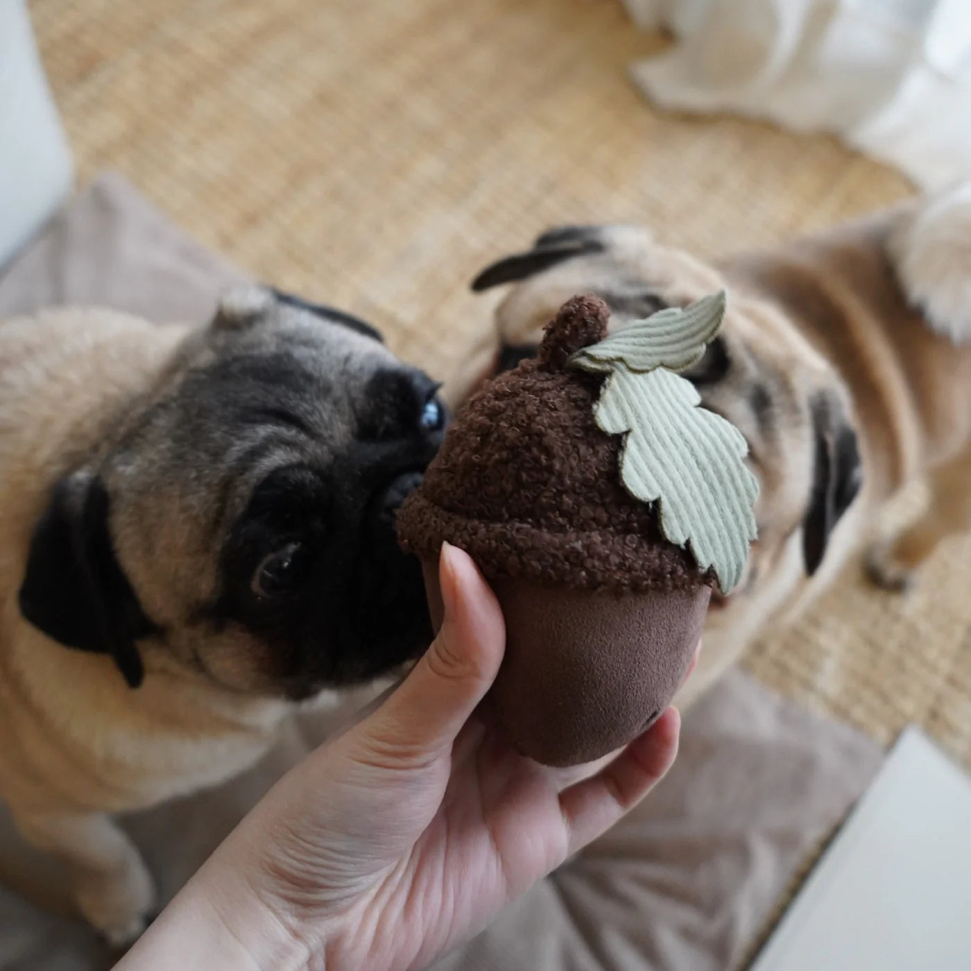 ACORN / Interaktyvus žaislas