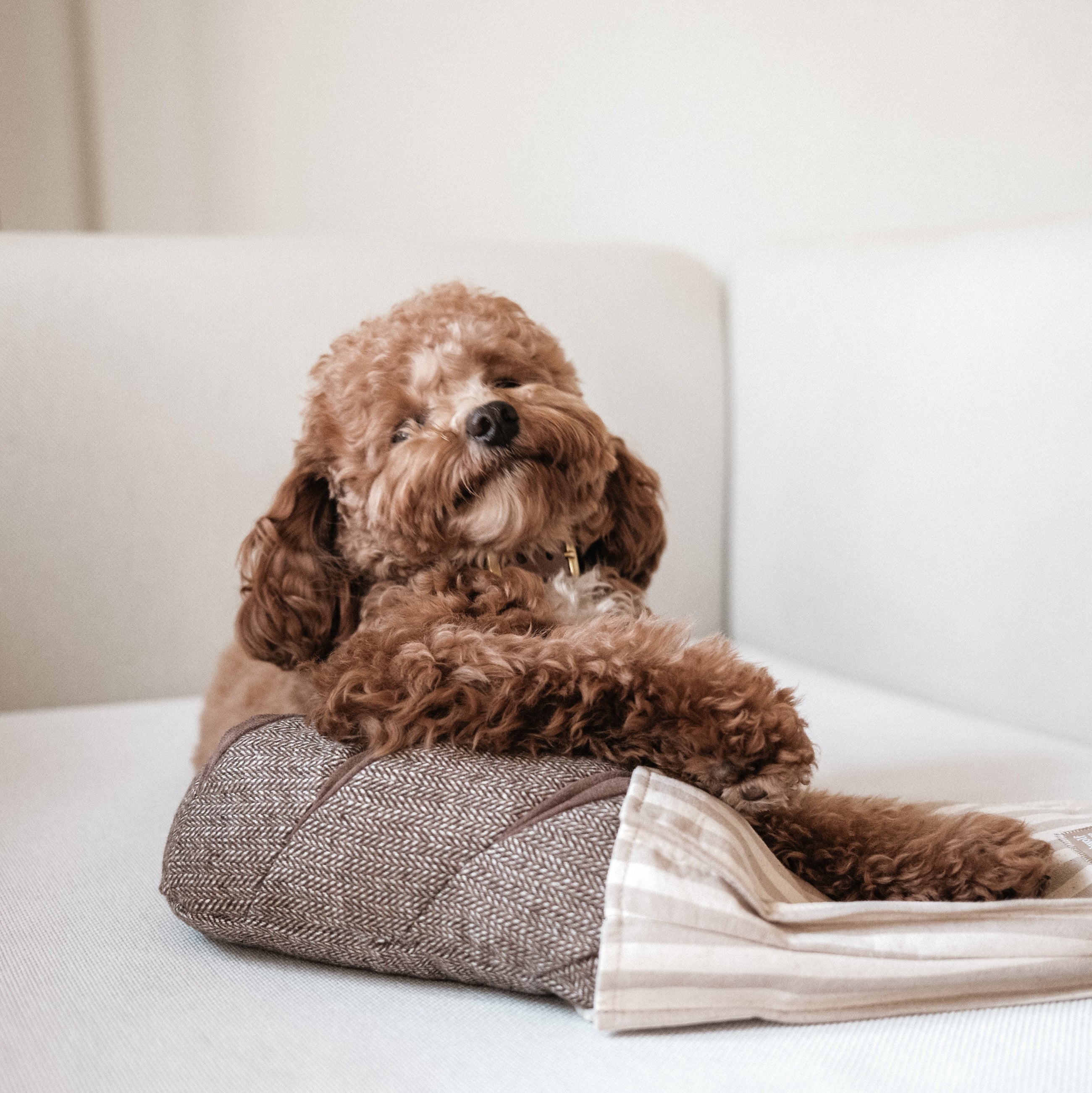 RYE BREAD / Interaktyvus žaislas